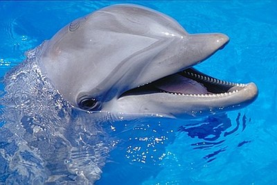 Delfin